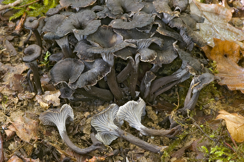 Cantharellus cinereus (door Nico Dam)