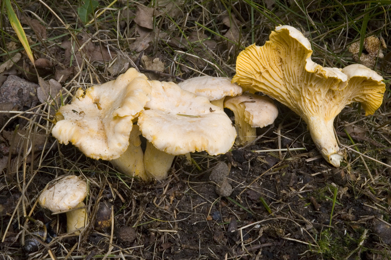 Cantharellus pallens (door Nico Dam)
