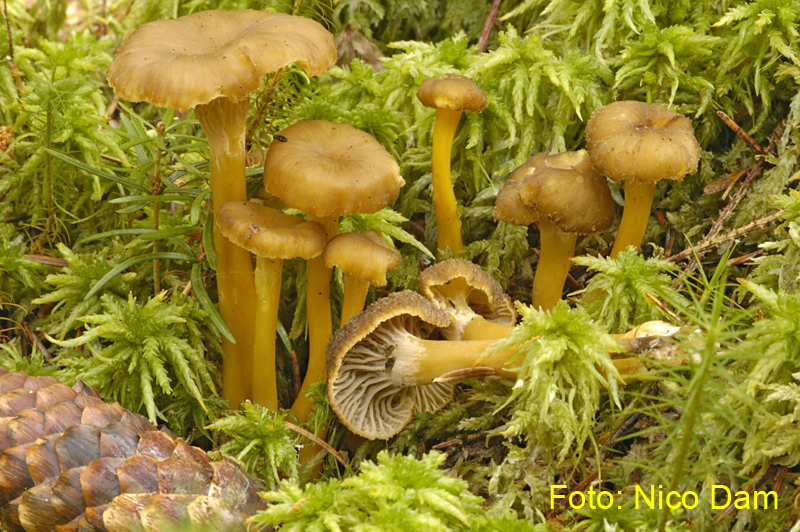 Cantharellus tubaeformis (door Nico Dam)