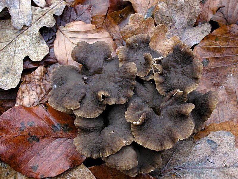 Cantharellus tubaeformis (door Gerben Winkel)