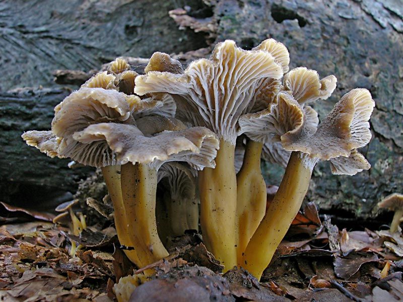 Cantharellus tubaeformis (door Gerben Winkel)