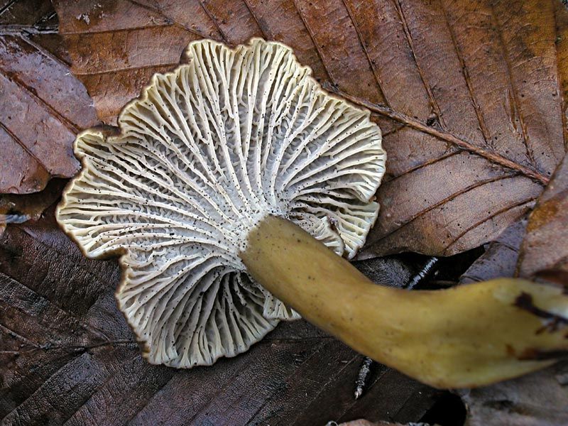 Cantharellus tubaeformis (door Gerben Winkel)