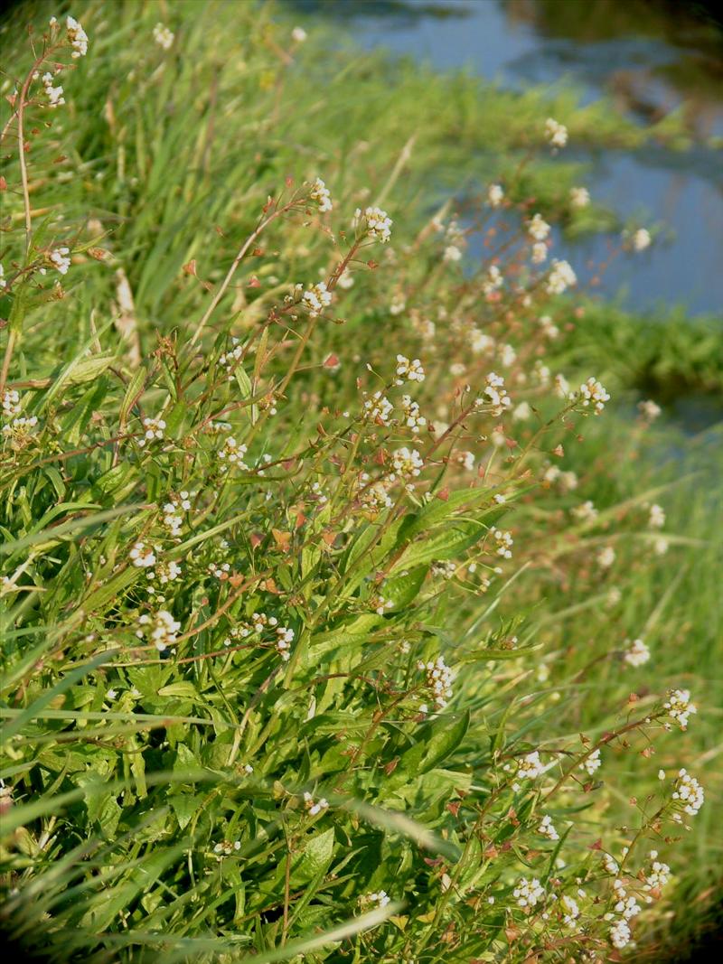 Capsella bursa-pastoris (door Adrie van Heerden)