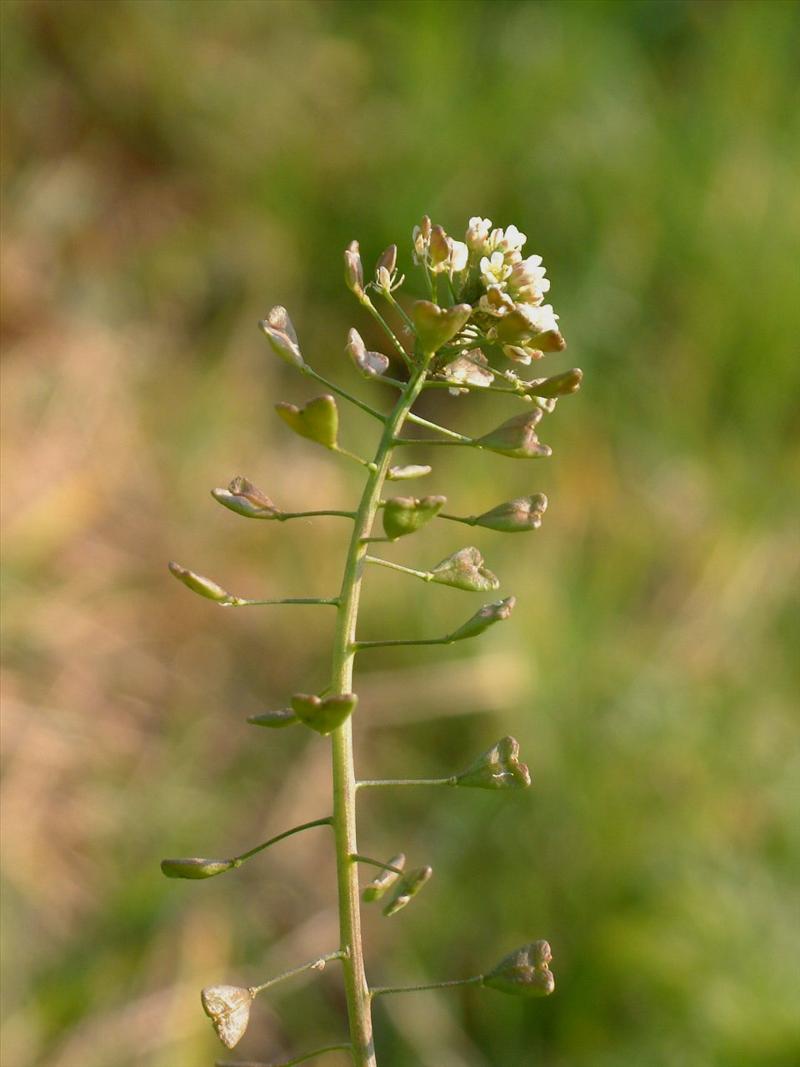 Capsella bursa-pastoris (door Adrie van Heerden)