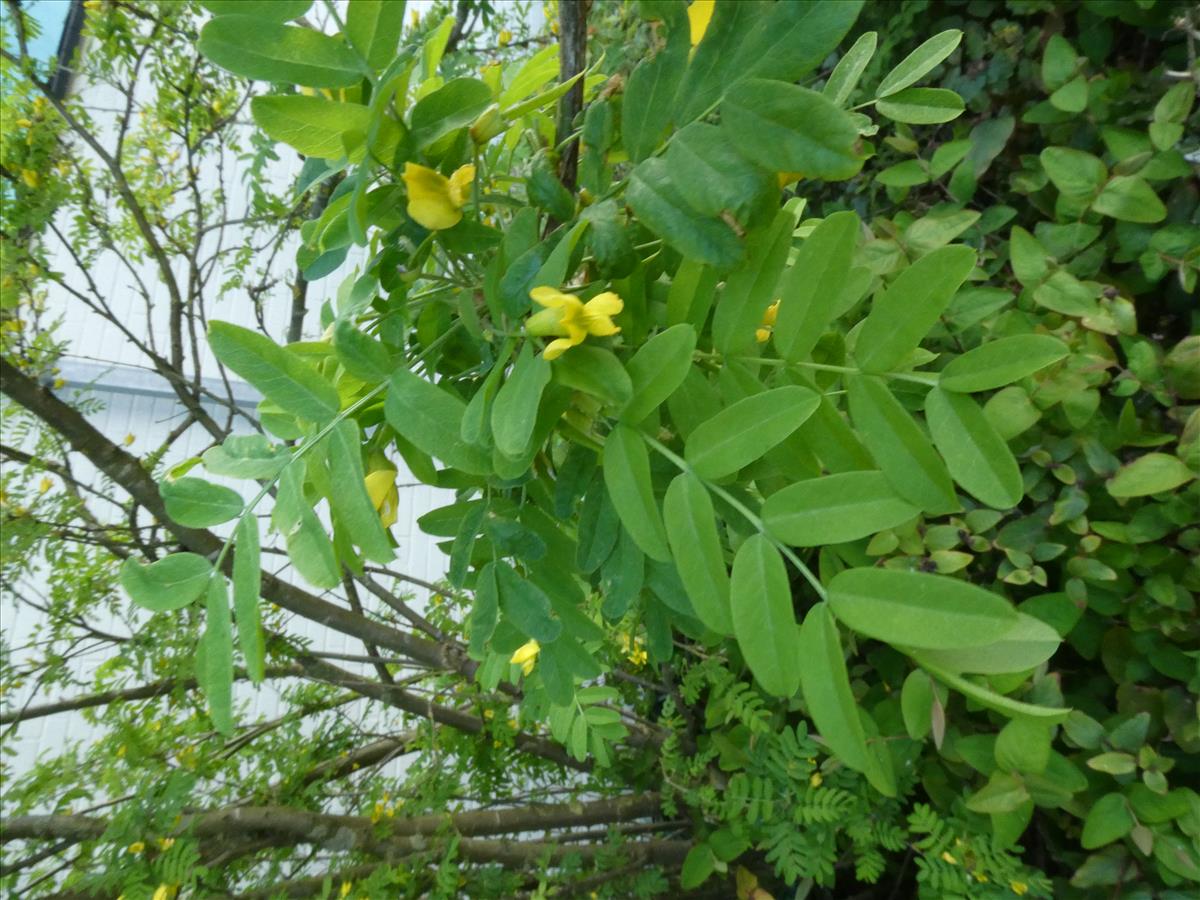 Caragana arborescens (door Claud Biemans)