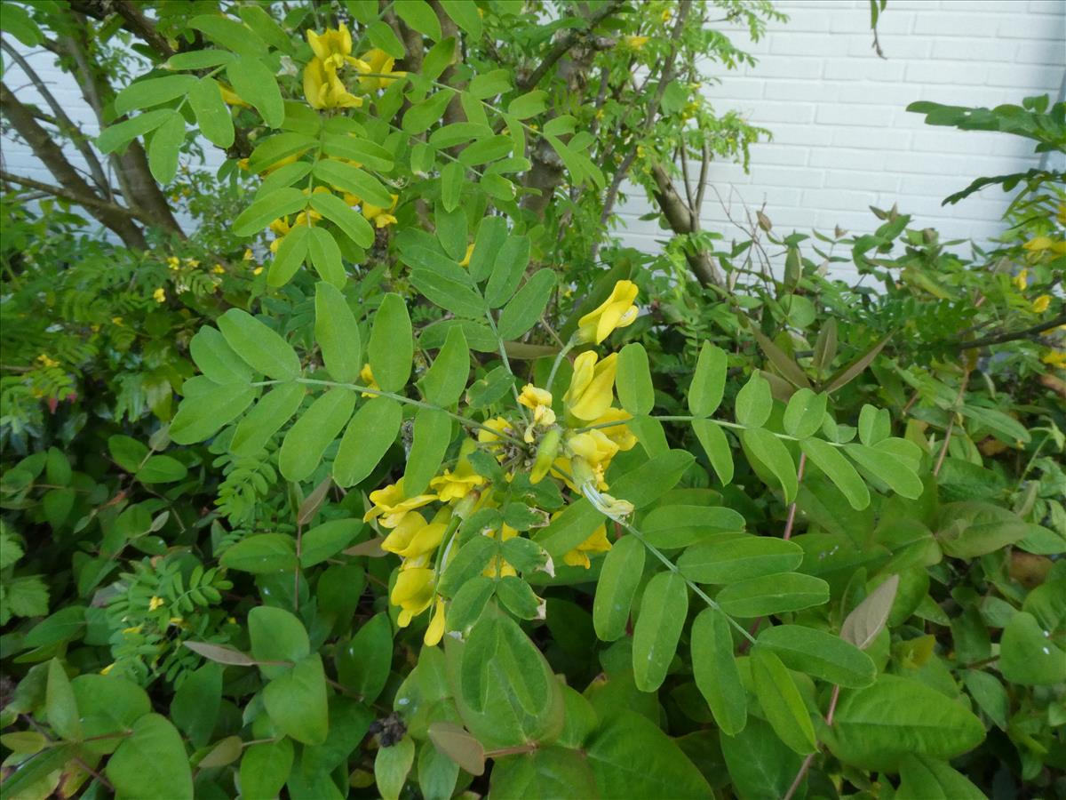 Caragana arborescens (door Claud Biemans)