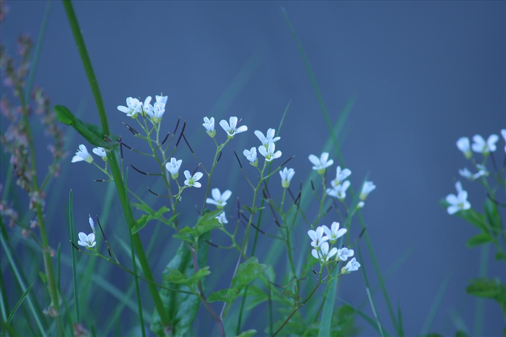 Cardamine amara (door Pieter Stolwijk)