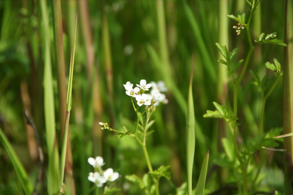 Cardamine amara (door Pieter Stolwijk)