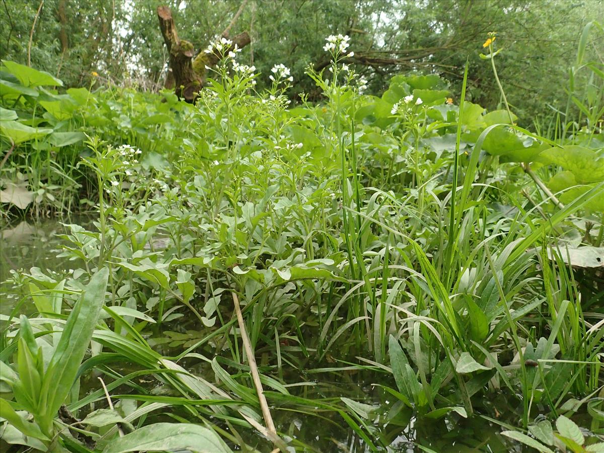 Cardamine amara (door Adrie van Heerden)