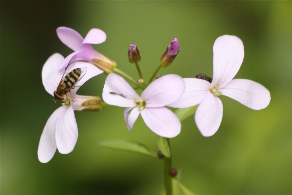 Cardamine bulbifera (door Fred Bos)