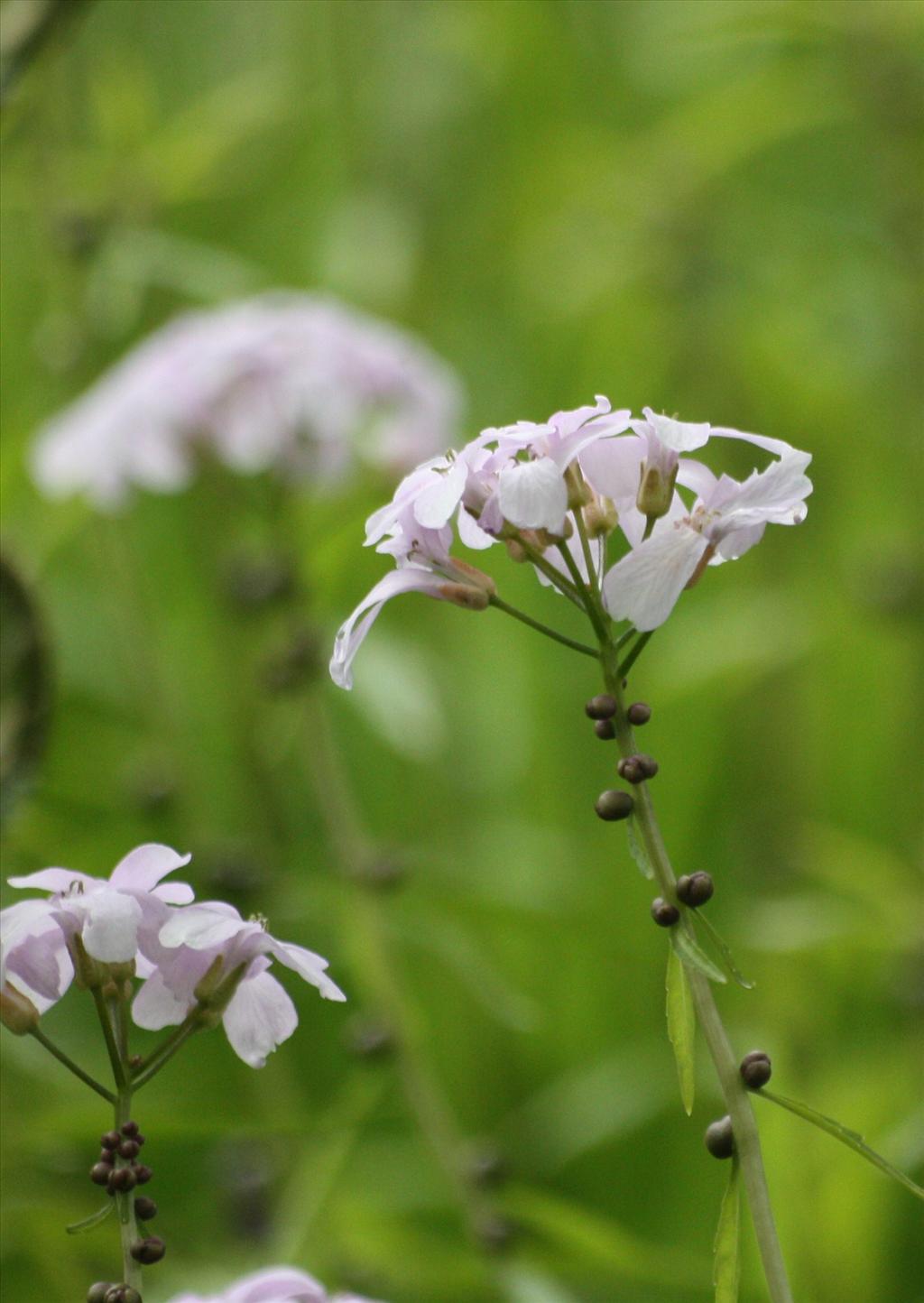 Cardamine bulbifera (door Fred Bos)