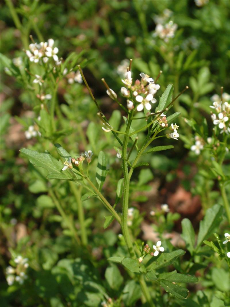 Cardamine flexuosa (door Adrie van Heerden)