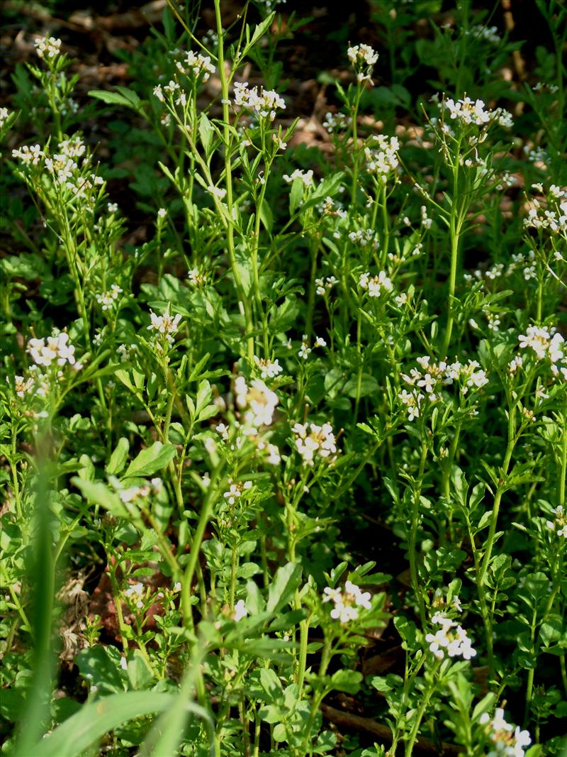 Cardamine flexuosa (door Adrie van Heerden)