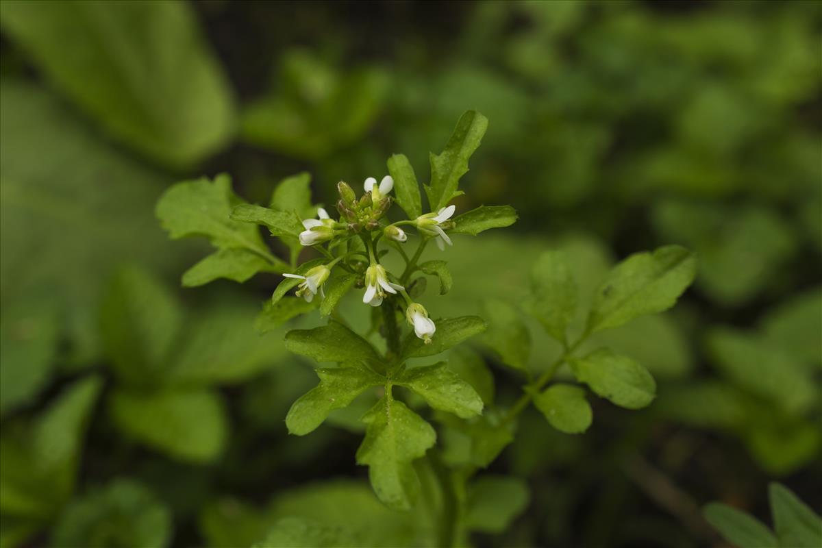 Cardamine flexuosa (door Nils van Rooijen)