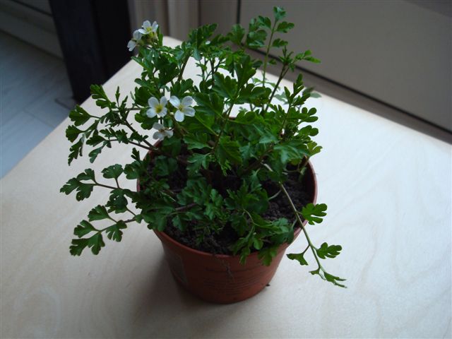 Cardamine graeca (door Wim Haenen)