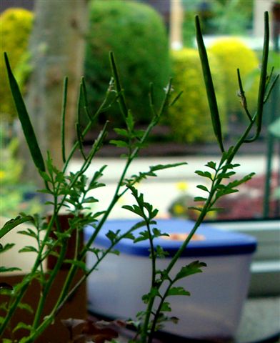 Cardamine graeca (door Wim Haenen)