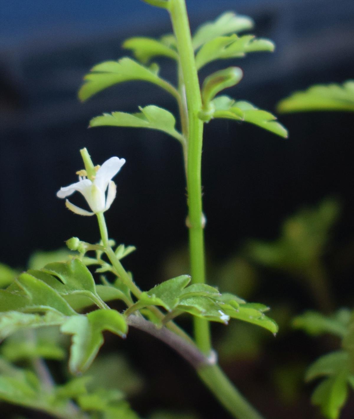 Cardamine graeca (door Pieter Stolwijk)