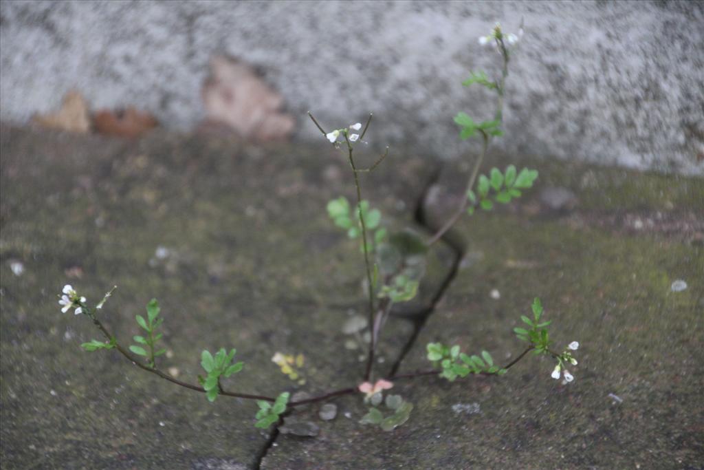 Cardamine occulta (door Pieter Stolwijk)