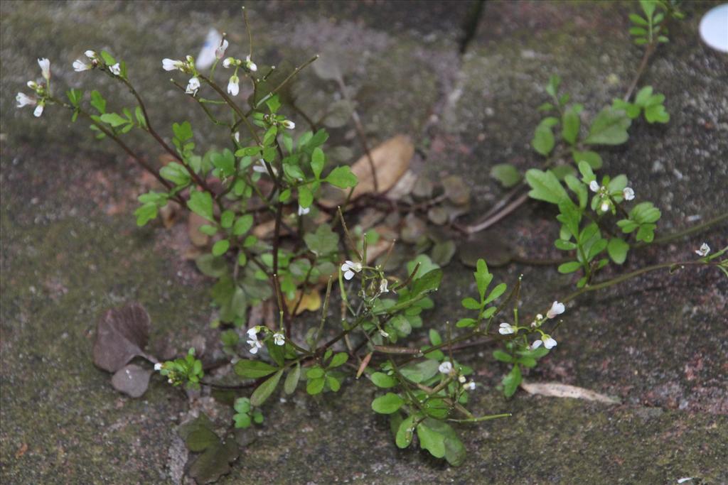 Cardamine occulta (door Pieter Stolwijk)