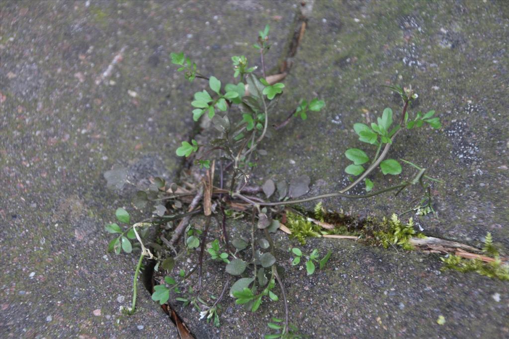 Cardamine occulta (door Pieter Stolwijk)