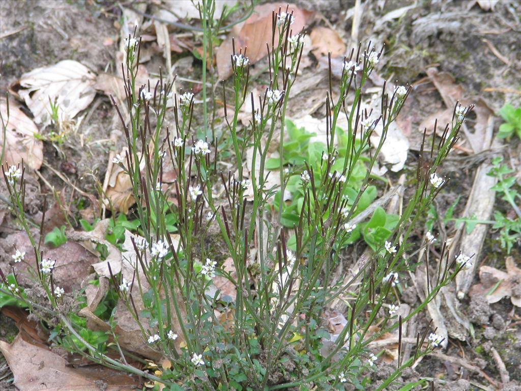 Cardamine hirsuta (door Pieter Stolwijk)