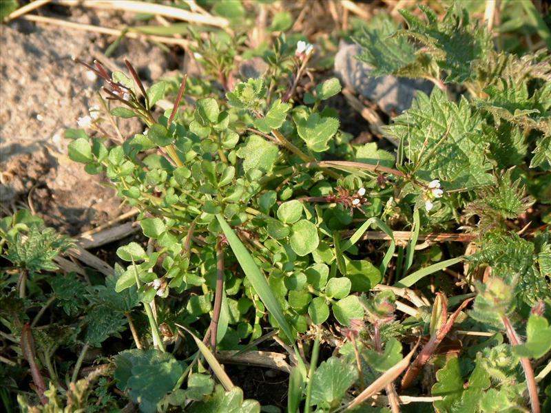 Cardamine hirsuta (door Adrie van Heerden)