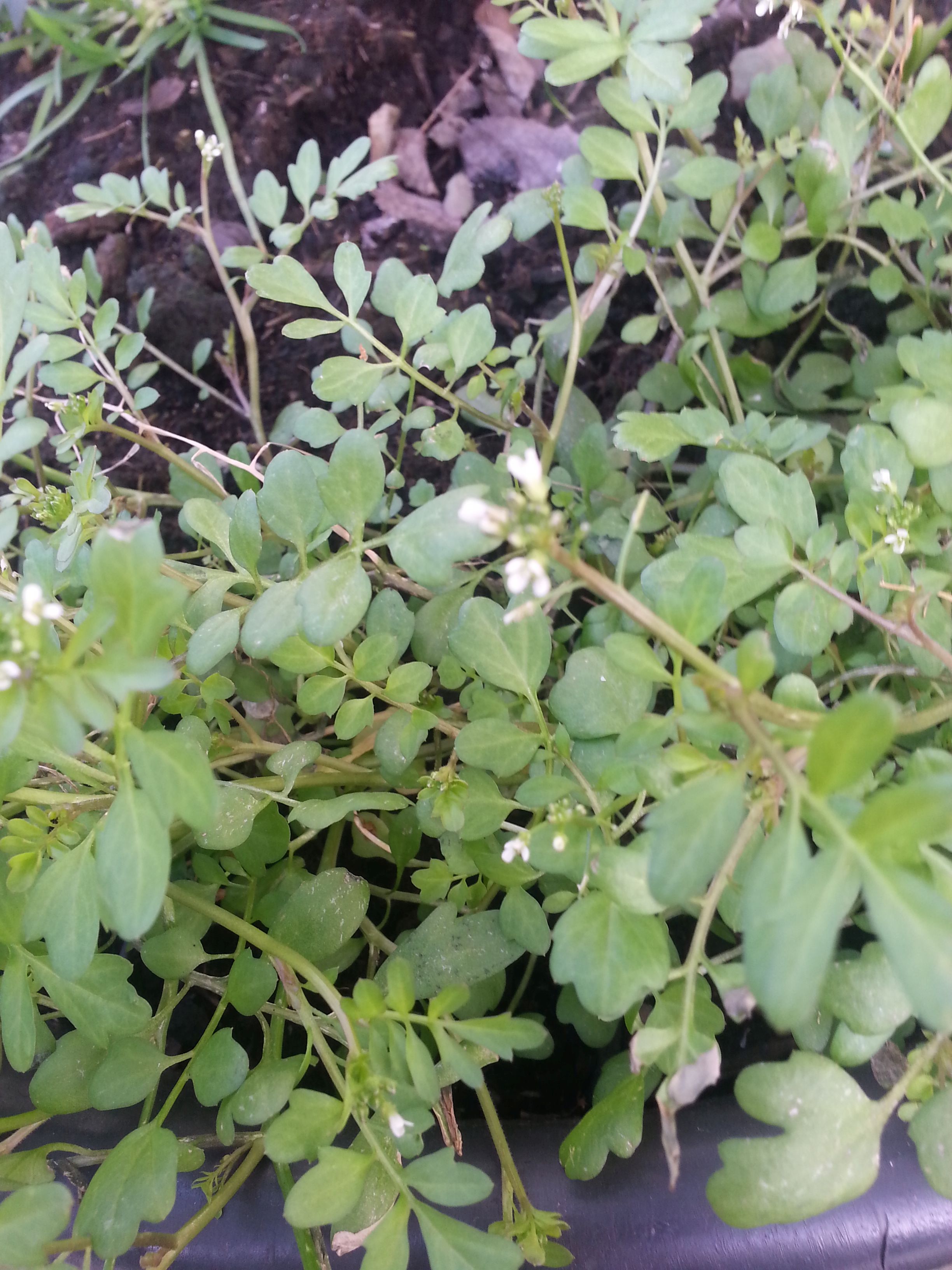 Cardamine occulta (door Pieter Stolwijk)