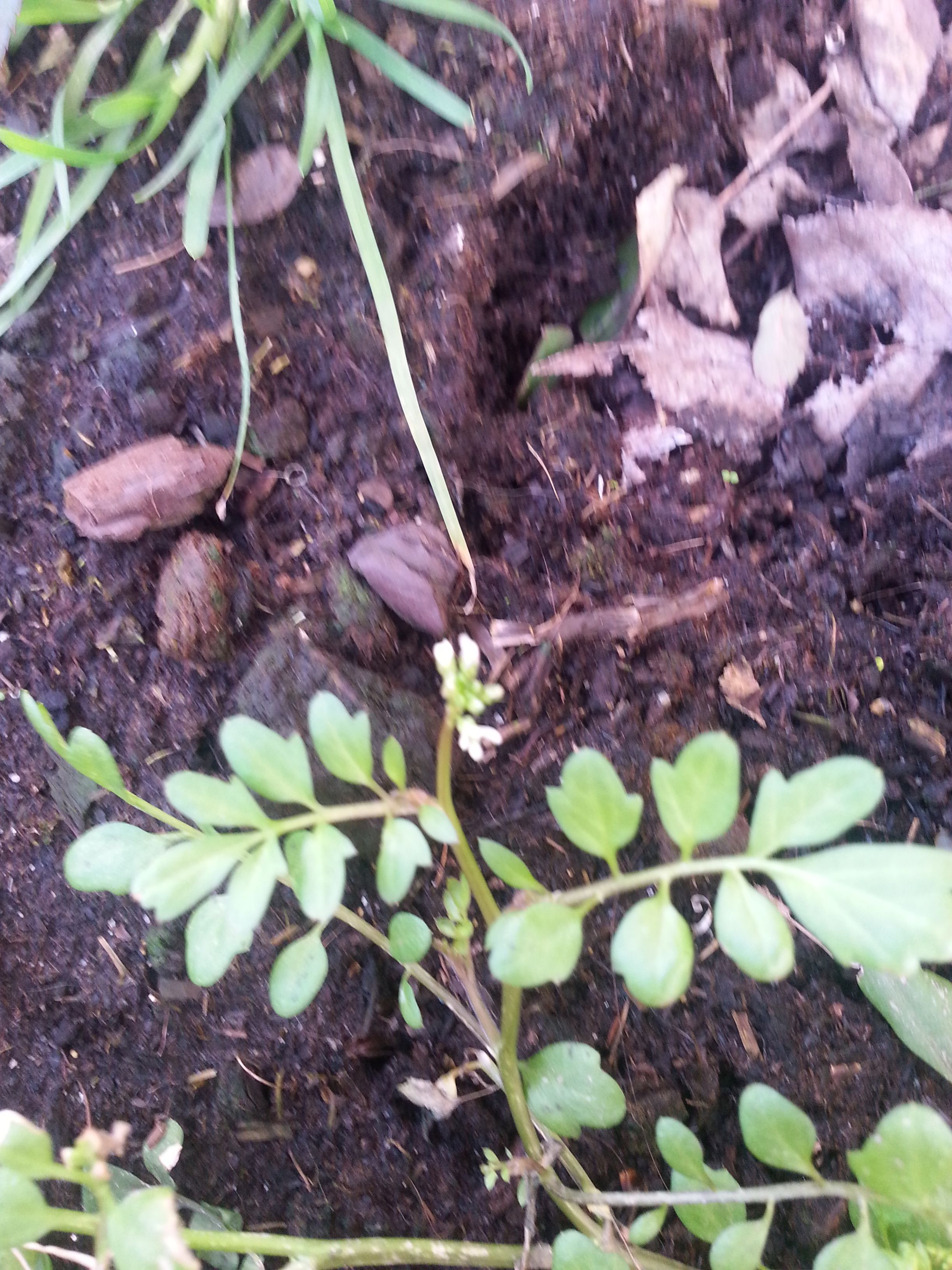 Cardamine occulta (door Pieter Stolwijk)