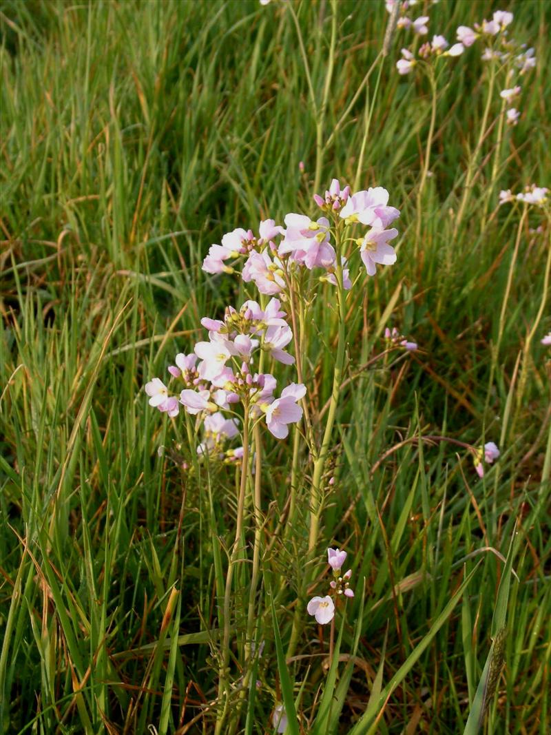 Cardamine pratensis (door Adrie van Heerden)