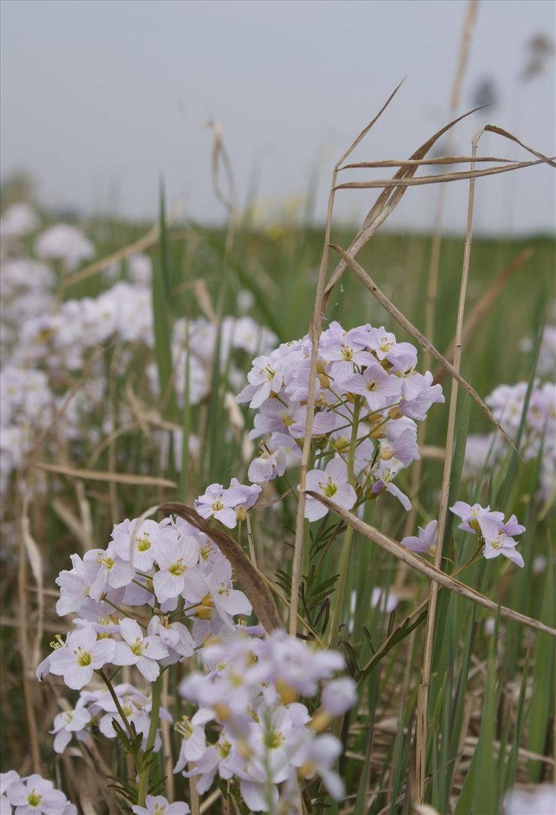 Cardamine pratensis (door Adrie van Heerden)