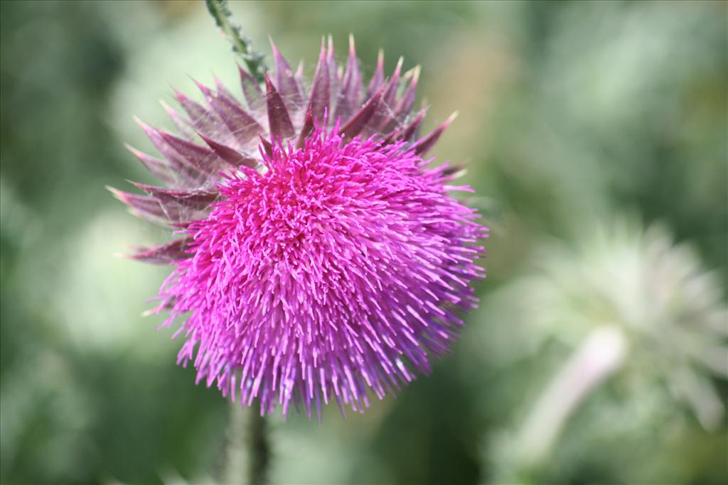 Carduus nutans (door Pieter Stolwijk)