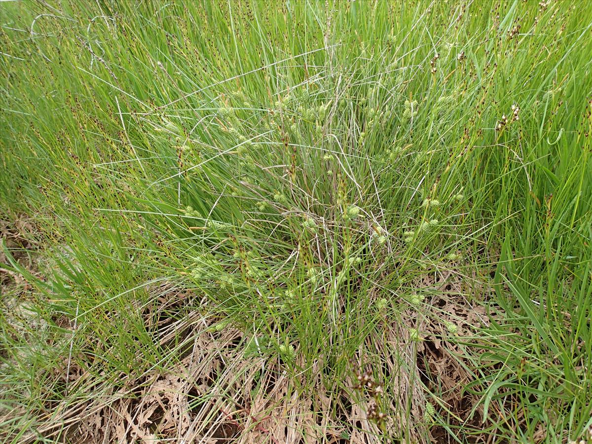 Carex extensa (door Adrie van Heerden)