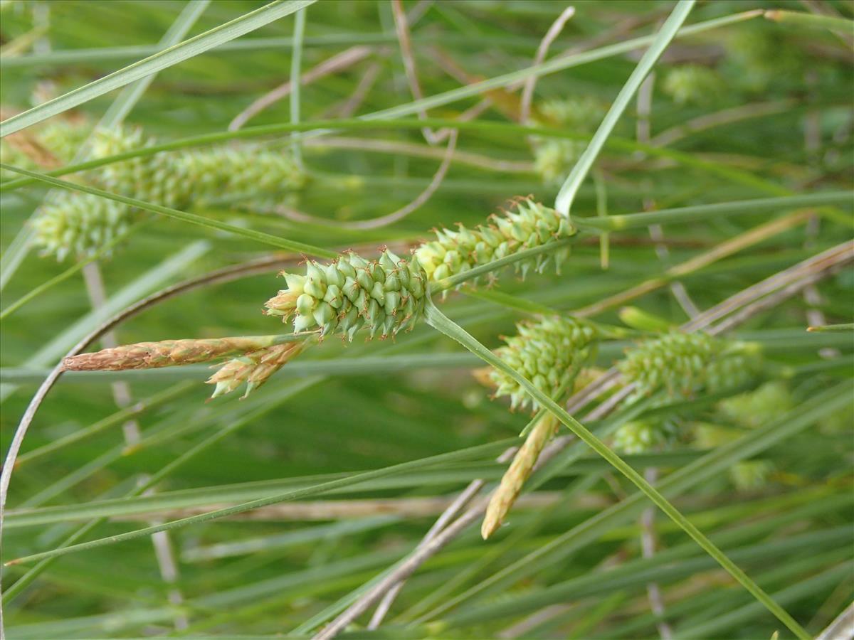 Carex extensa (door Adrie van Heerden)