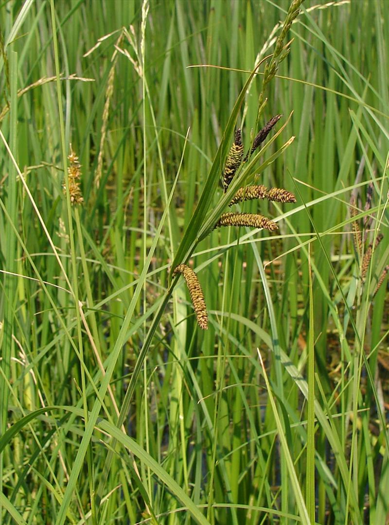 Carex acuta (door Adrie van Heerden)