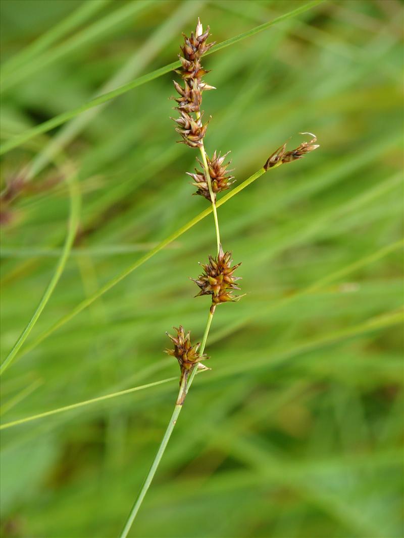 Carex appropinquata (door Adrie van Heerden)