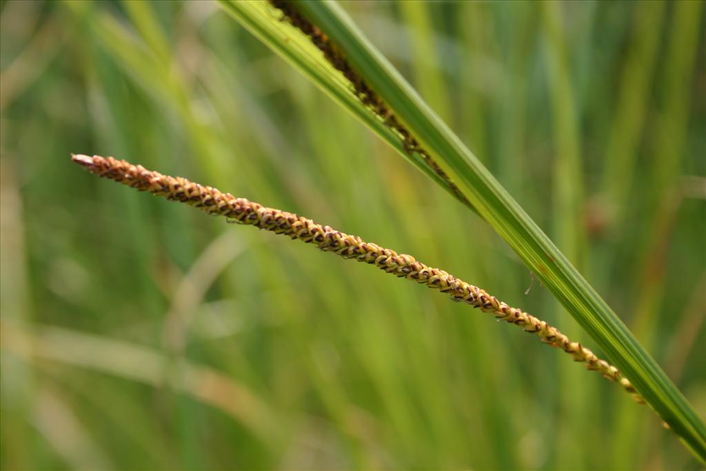 Carex aquatilis (door Niels Jeurink)