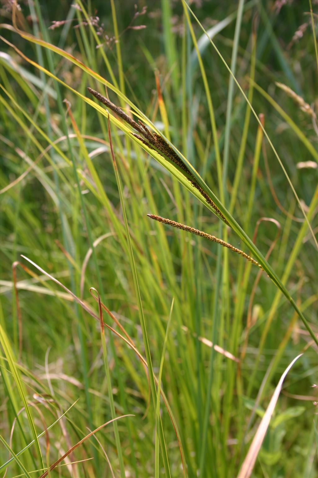 Carex aquatilis (door Niels Jeurink)