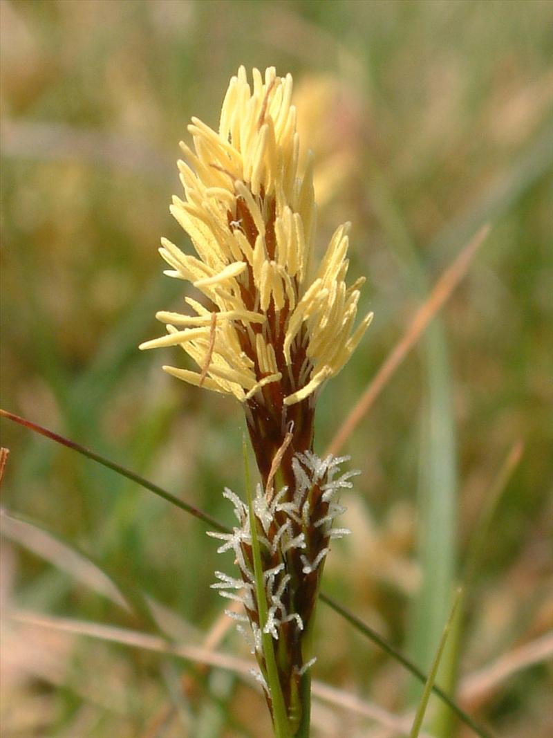 Carex caryophyllea (door Adrie van Heerden)