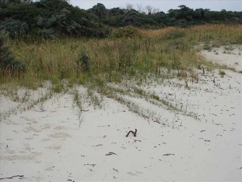 Carex arenaria (door Adrie van Heerden)