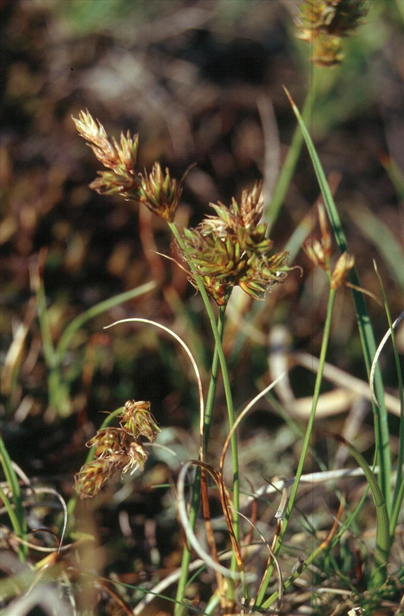 Carex arenaria (door Adrie van Heerden)