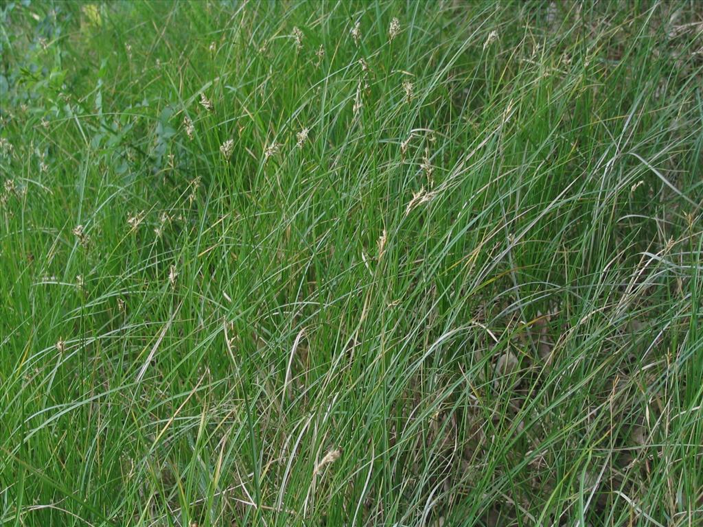 Carex brizoides (door Pieter Stolwijk)