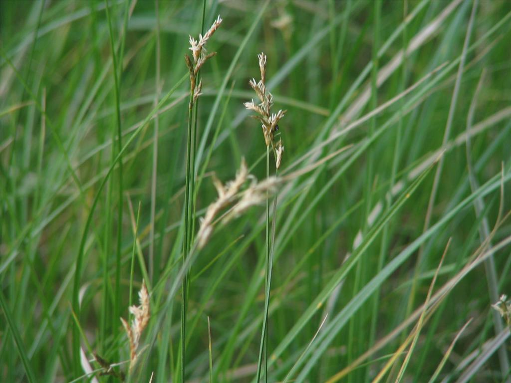 Carex brizoides (door Pieter Stolwijk)