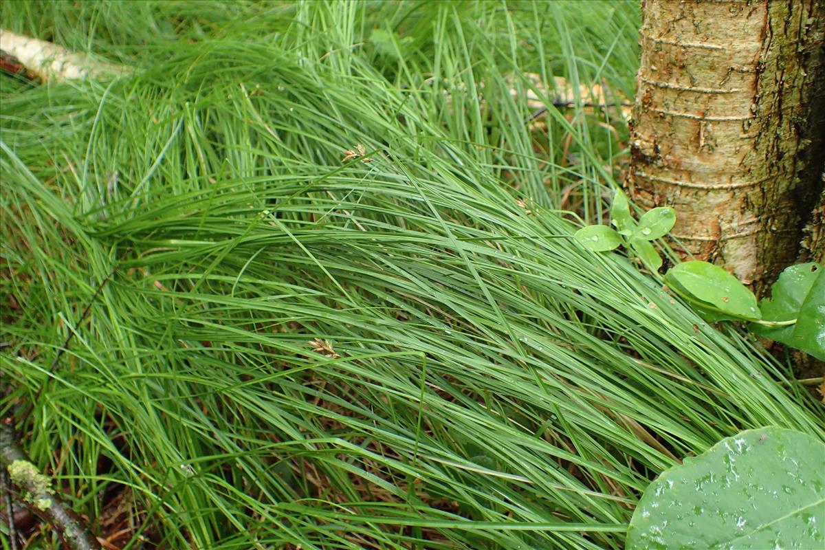 Carex brizoides (door Adrie van Heerden)