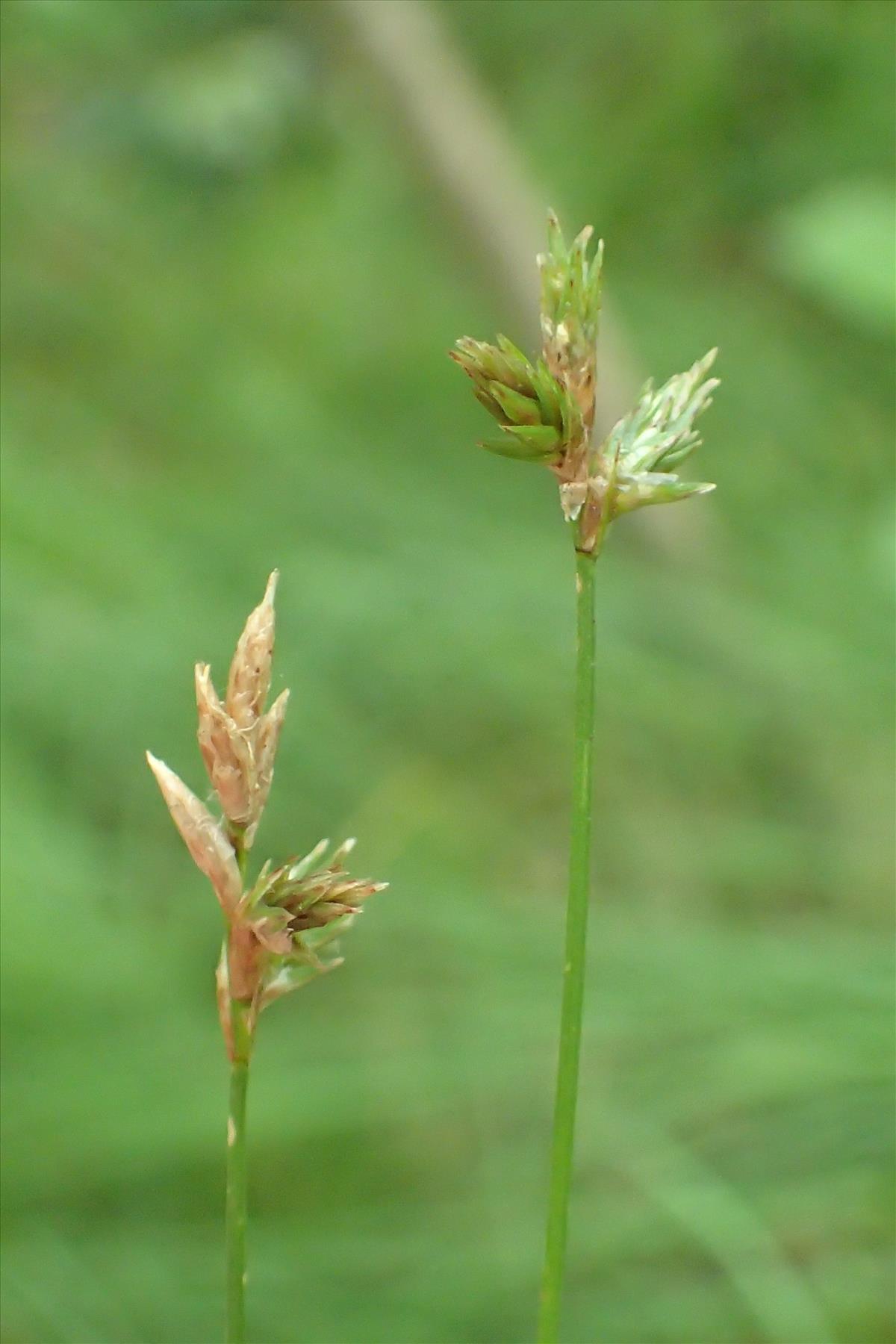 Carex brizoides (door Adrie van Heerden)