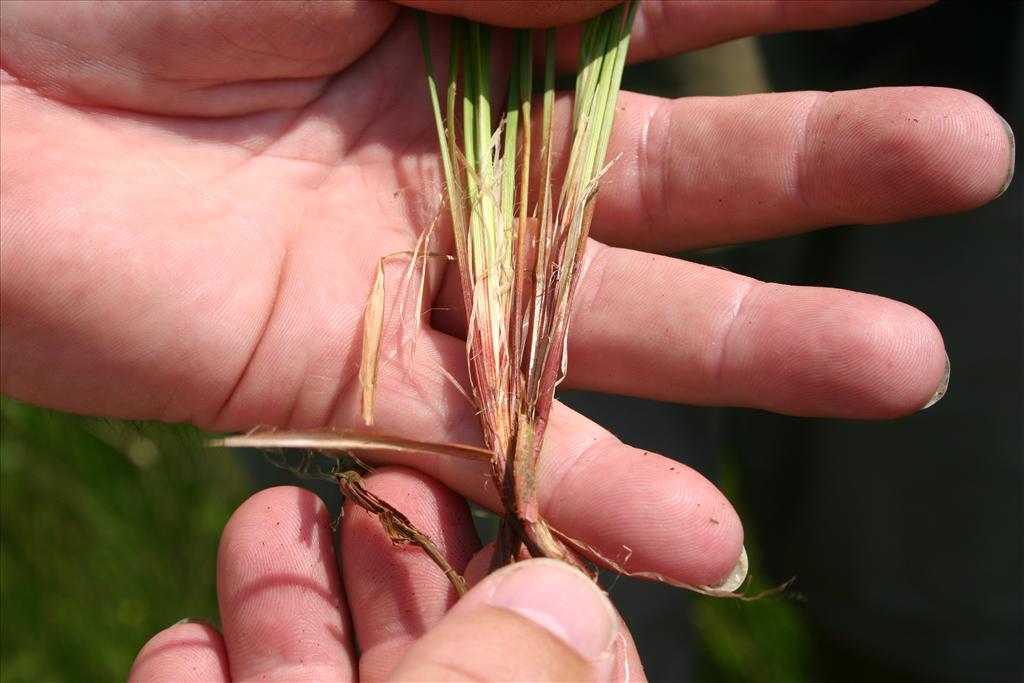 Carex buxbaumii (door Niels Jeurink)