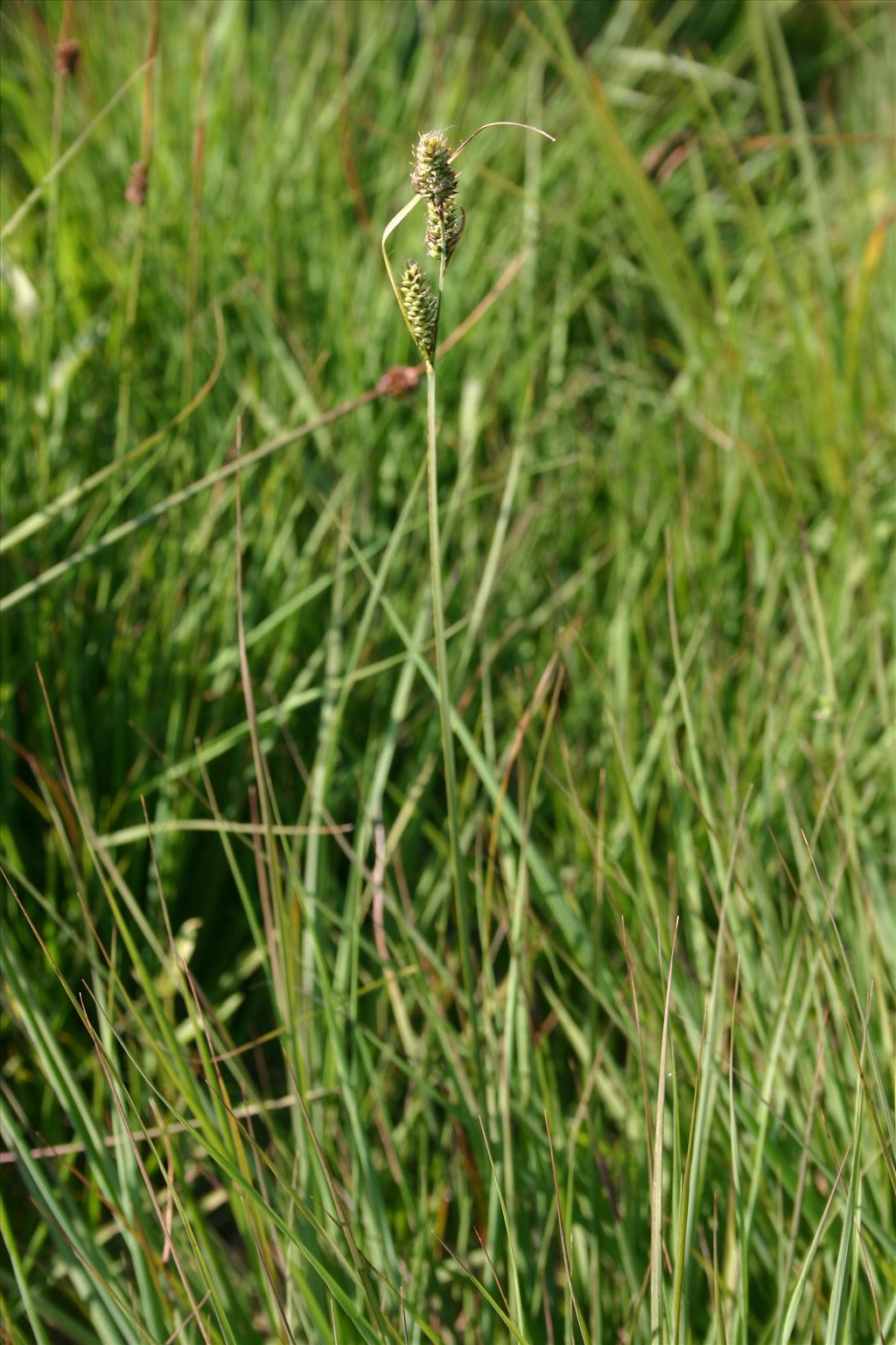 Carex buxbaumii (door Niels Jeurink)