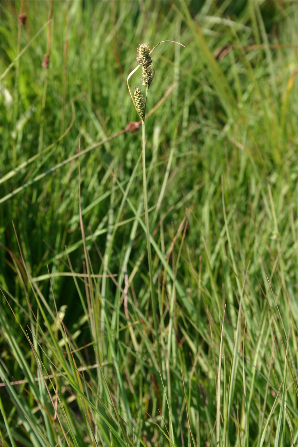 Carex buxbaumii (door Niels Jeurink)