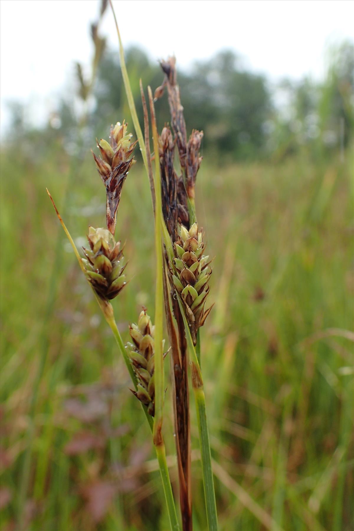 Carex buxbaumii (door Adrie van Heerden)