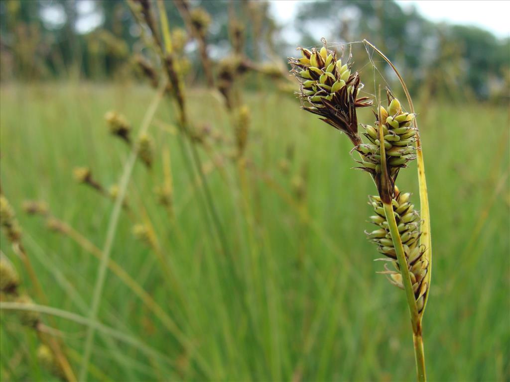 Carex buxbaumii (door Jakob Hanenburg)