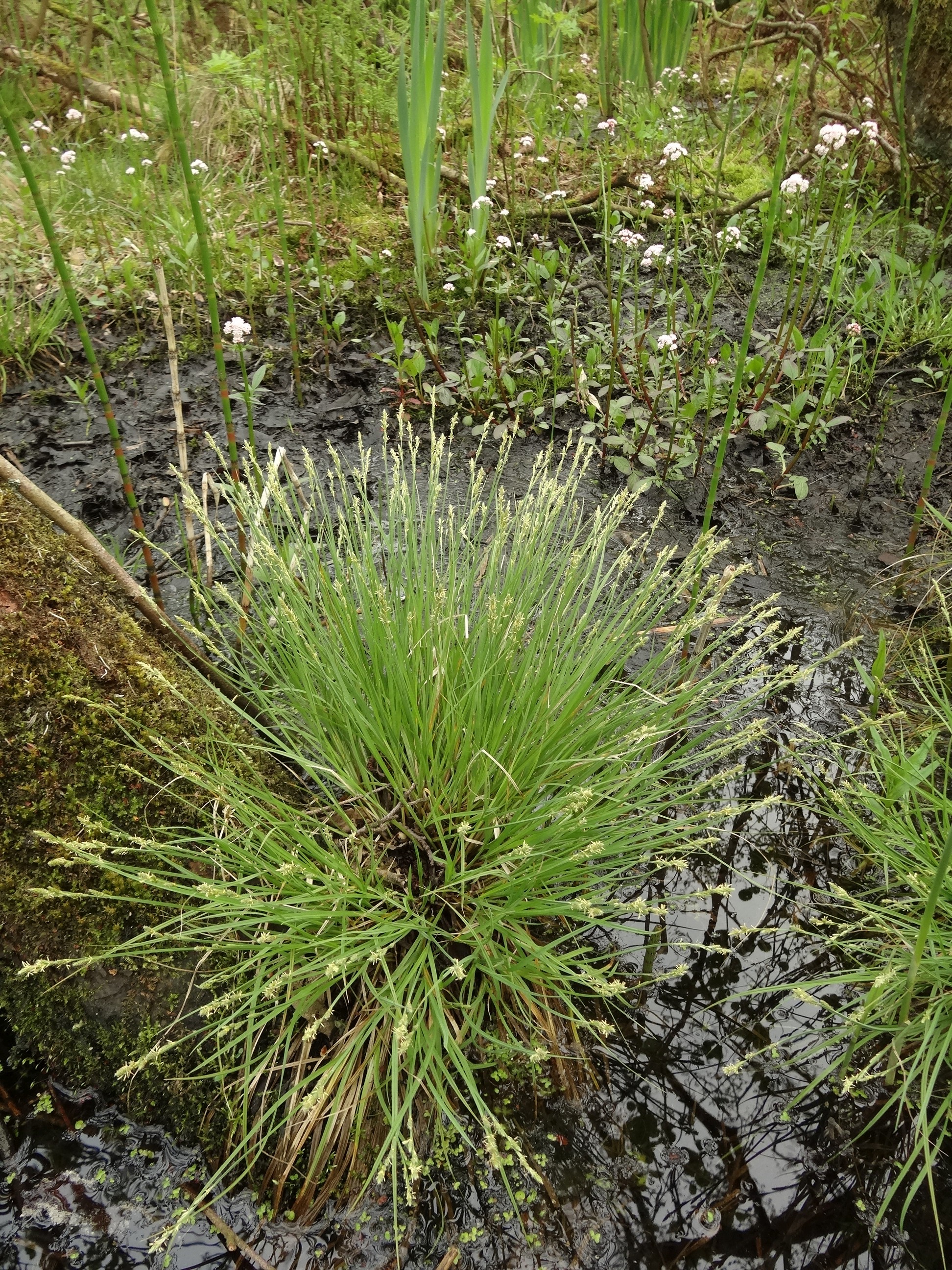 Carex canescens (door Jakob Hanenburg)